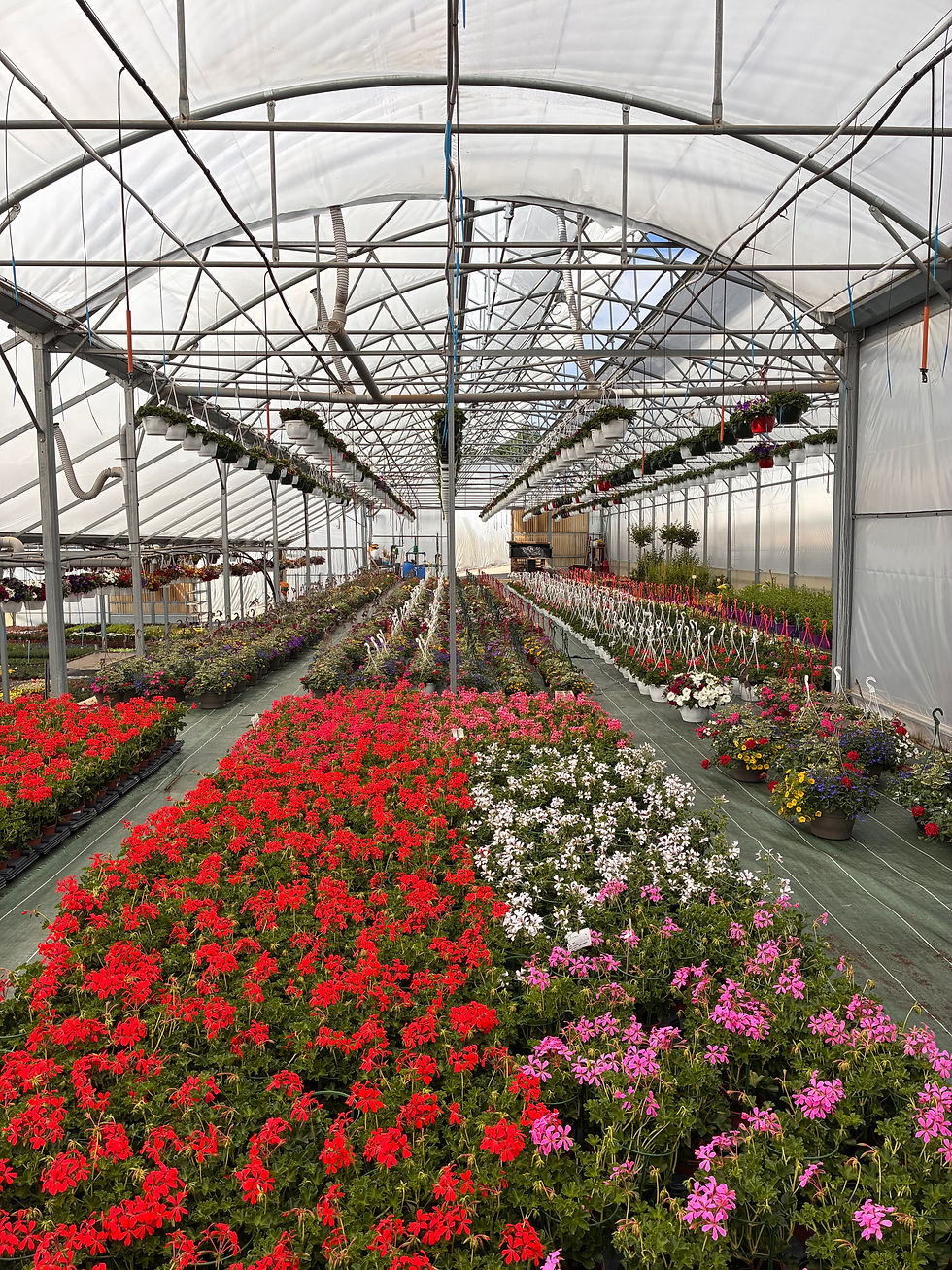 PRODUITS DISPONIBLES - FLEURS - PRINTEMPS 2026