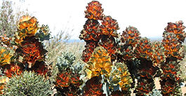 Barbara's arthrofibrosis story