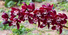 Kortney's arthrofibrosis story