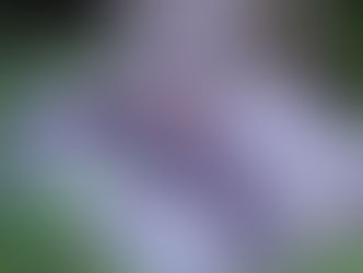 Upper Delaware Fly Fishing Report