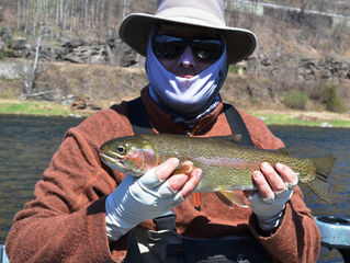 Upper Delaware Fly Fishing Report