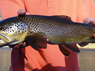 Upper Delaware Fly Fishing Report