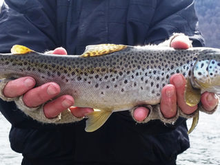Upper Delaware Fly Fishing Report