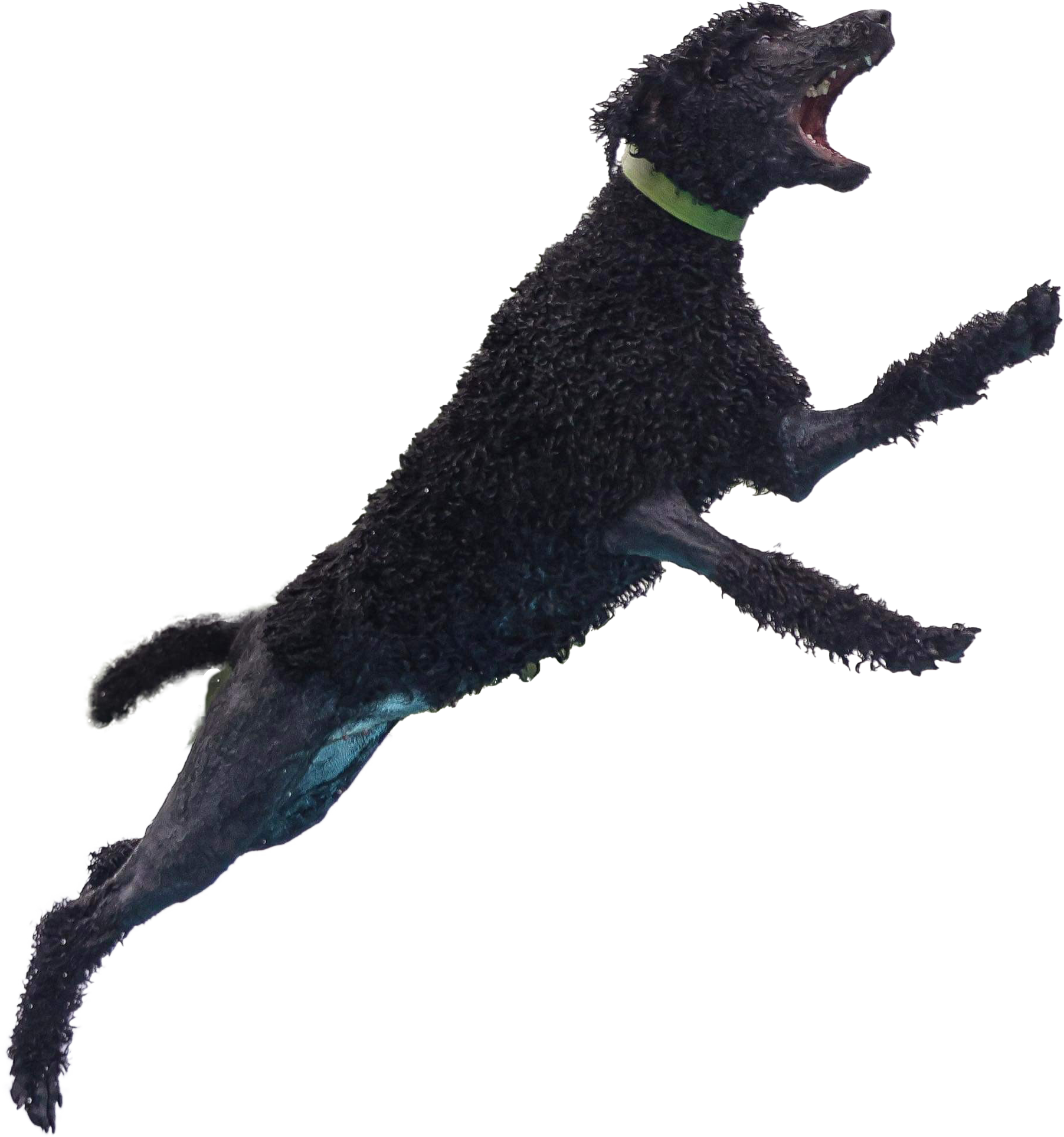black standard poodle jumping with mouth open
