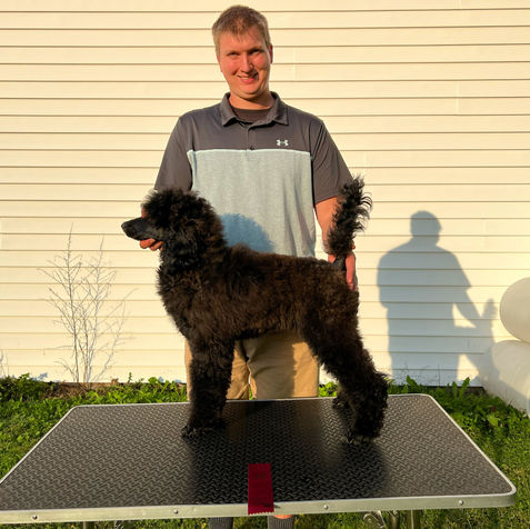 tall man with brown hair holds a young standard poodle in a stack on a grooming table. RBPIS title