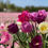 Thumbnail: Chilled Tulip Bulbs for Forcing