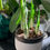 Thumbnail: Potted Paperwhite Bulbs