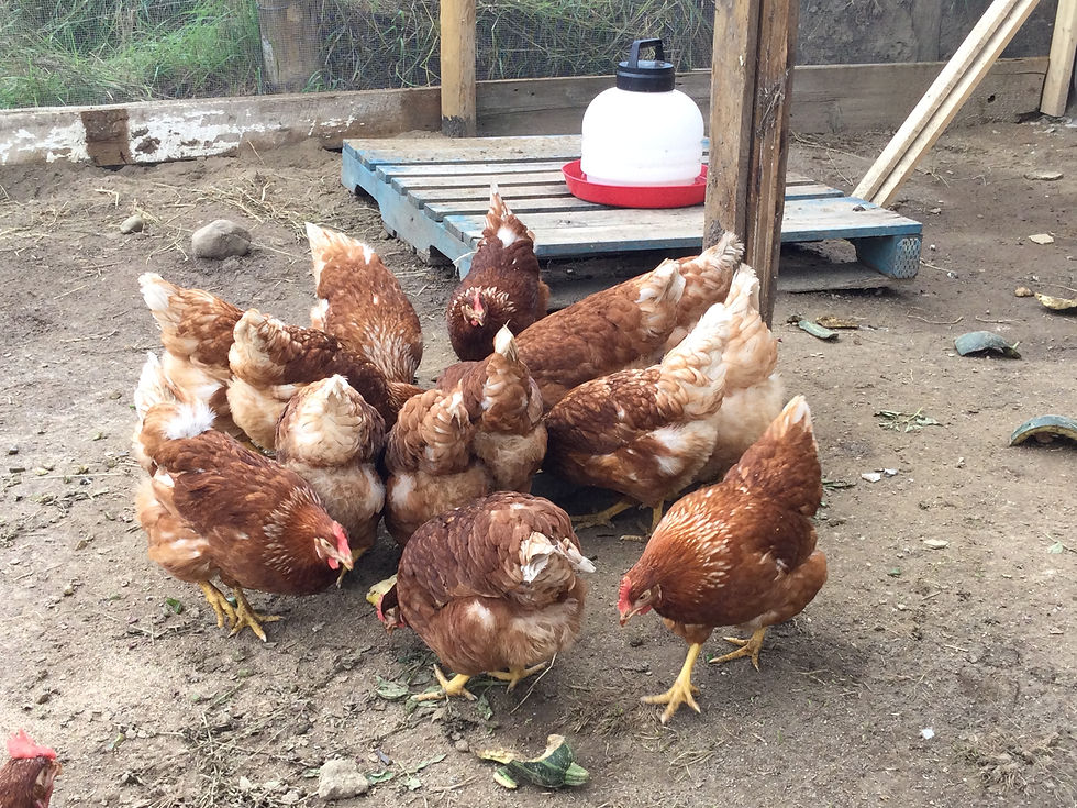 Thumbnail: Dozen Unwashed Chicken Eggs - Organically Fed - Bloom On