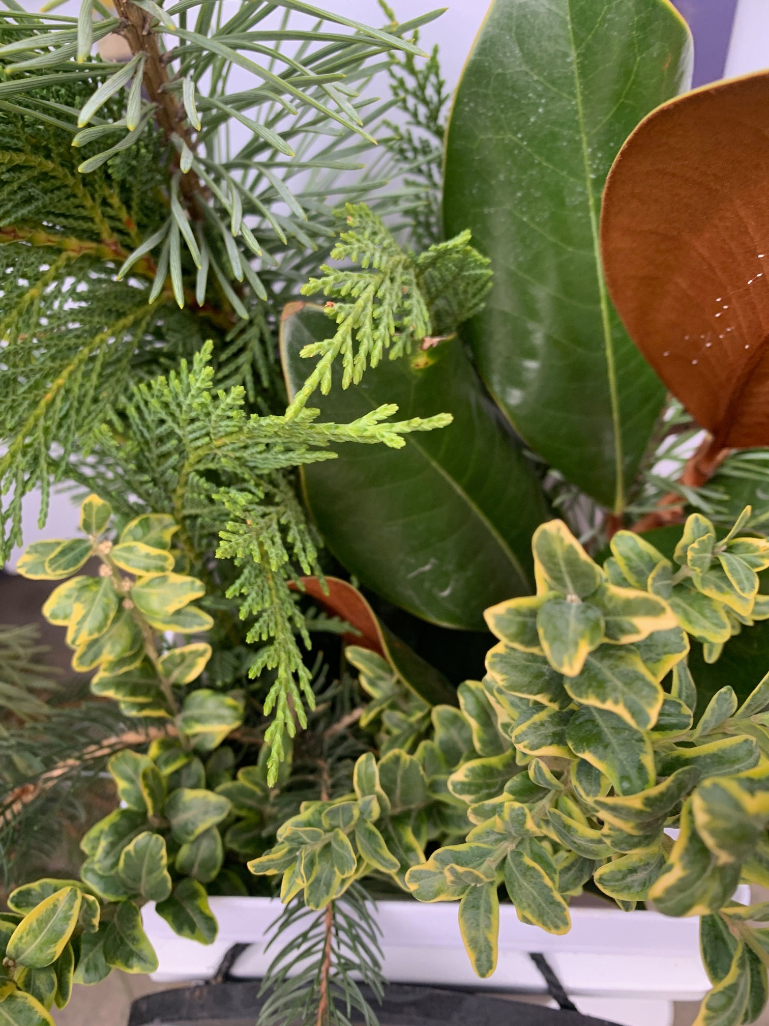 Fresh Evergreen Bundle: Growers Mix