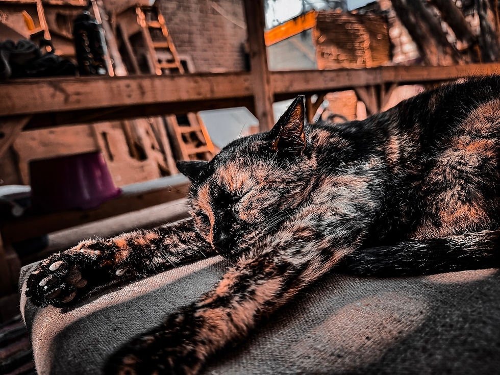 Stray — fine art photograph by Nourhan Eltoukhi