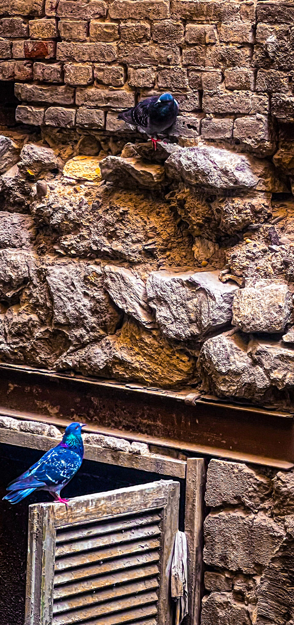 Streets birds — fine art photograph by Nourhan Eltoukhi
