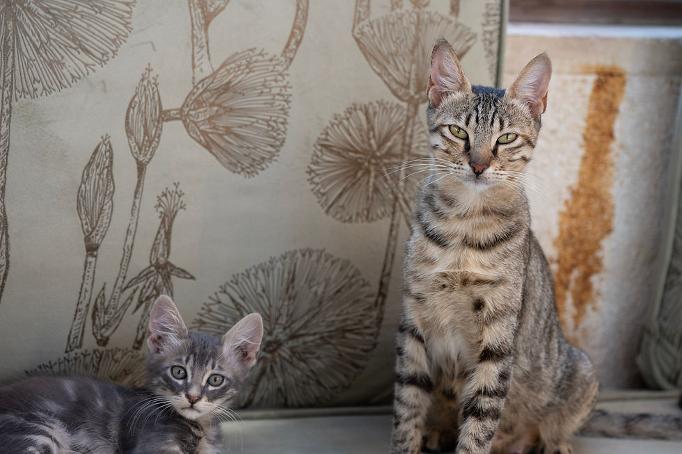 Siblings  — fine art photograph by Nourhan Eltoukhi