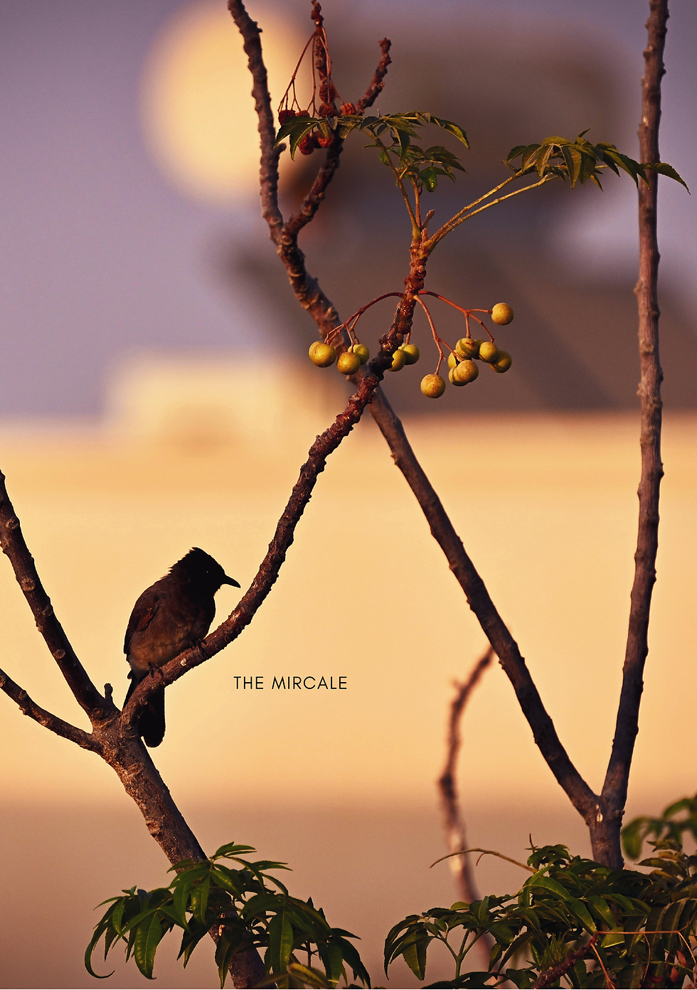 Thumbnail: A Journey Into Love — Digital Edition — journal by Nourhan Eltoukhi – preview 8