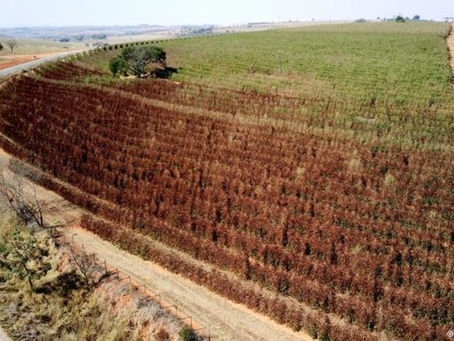 Pedidos de recuperação judicial no agronegócio disparam em 2023