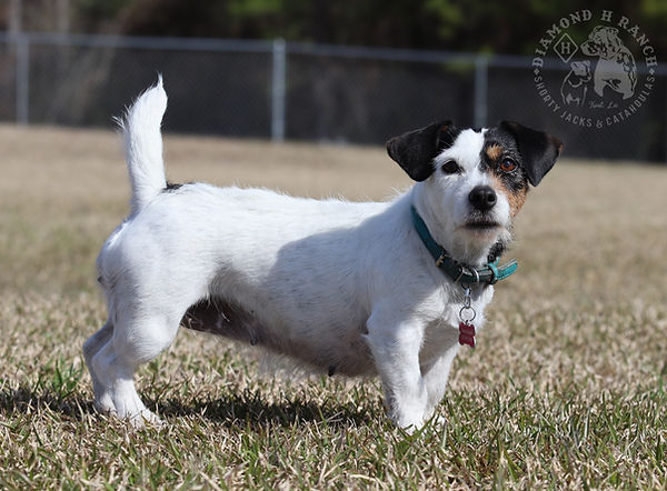 Shorty Jack Russell Terrier