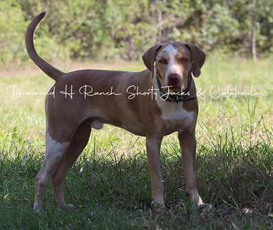 Catahoula Leopard Dog