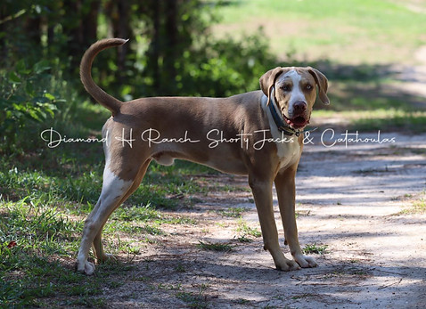 Catahoula Leopard Dog