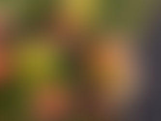 Bringing Nature Indoors, one stem at a Time