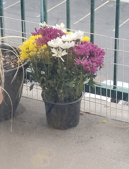 Growing flowers on your porch, part of living life, view from a balcony