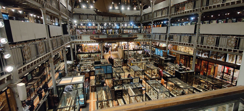 The Pitt Rivers Museum discussed in Rosa’s season of The Animal Highlight. Photo by Herre de Bondt.