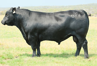 Tolivar Undercover U16 TVA23U16