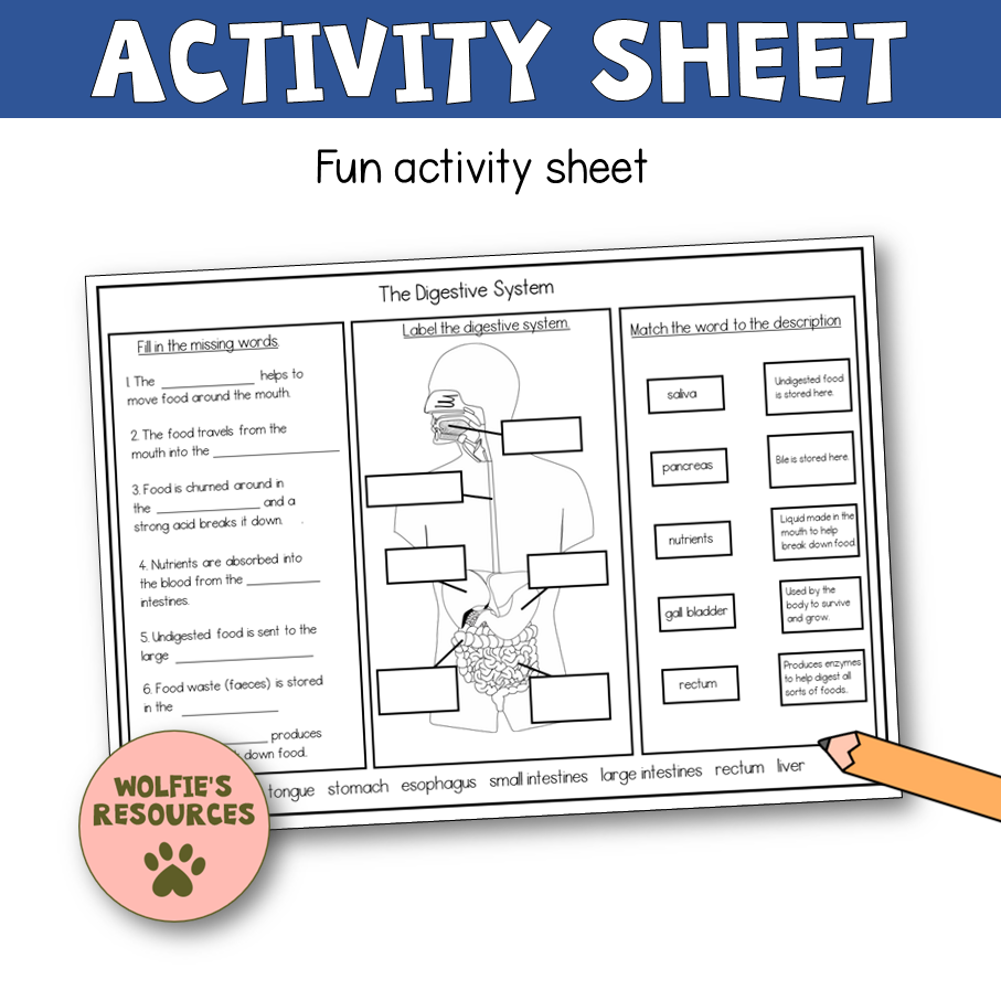 Thumbnail: Digestive System | Human Body