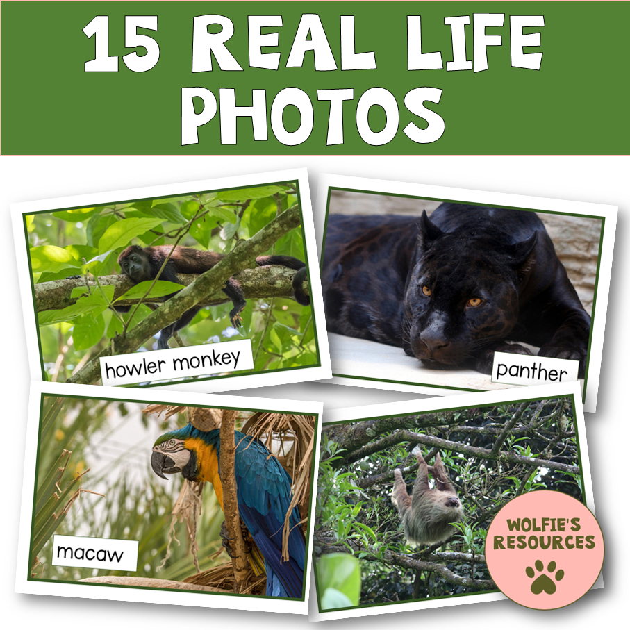 Thumbnail: Amazon Rainforest Animal Posters And Activities