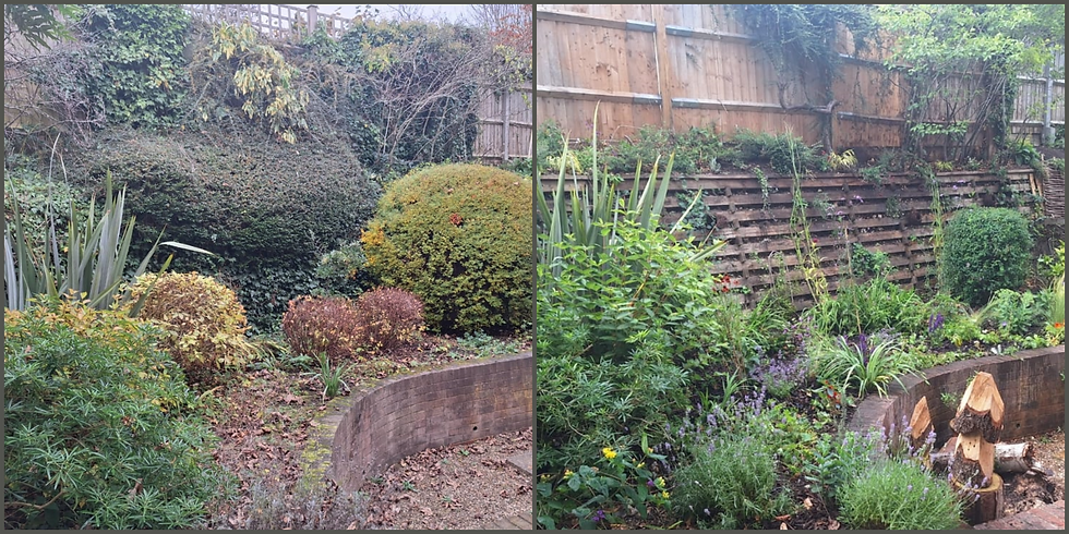 Adam's Wildlife Oasis - Ongoing Project