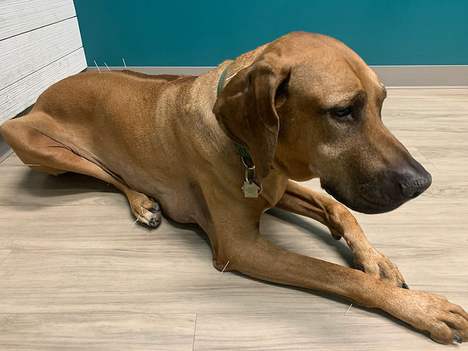 Canine Hip Dysplasia Treatment Chicago IL (NonSurgical)