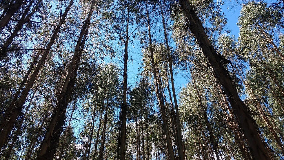 ARBRES