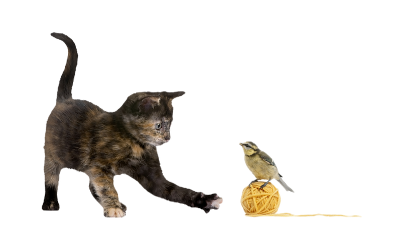 Cat's Nature