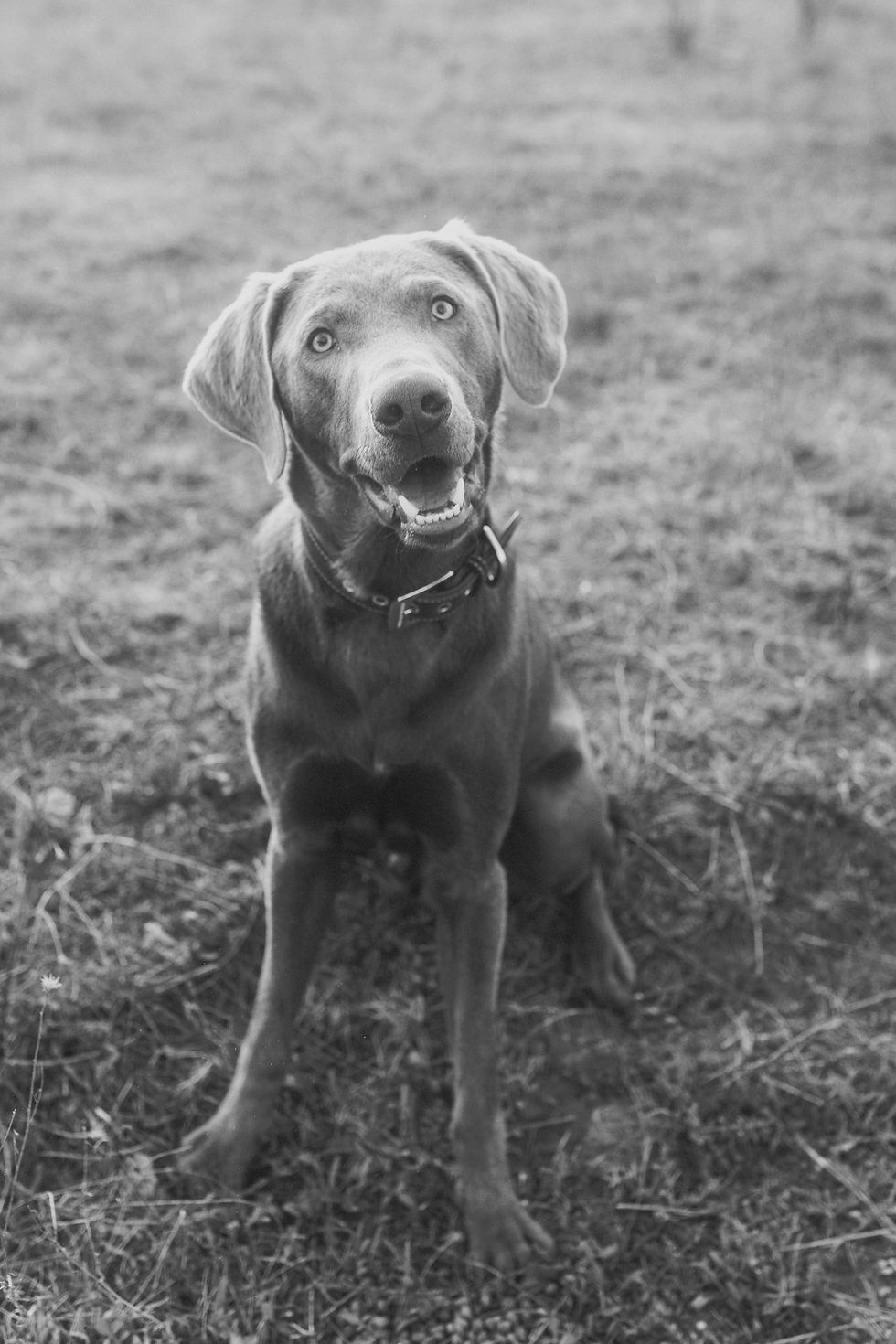 Neugieriger silberner Labrador