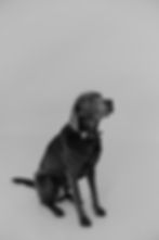 Silberner Labrador