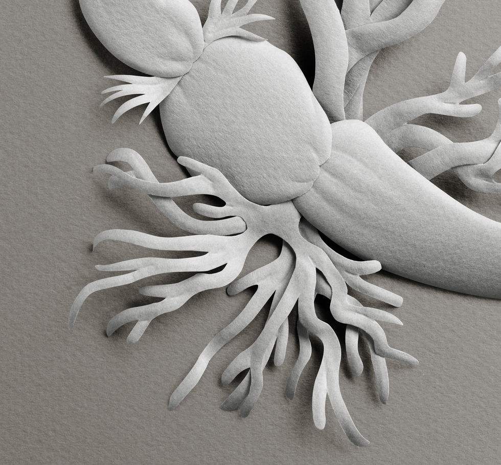 Racine de lotus réalisée en bas-relief sur papier pour Maria Galland