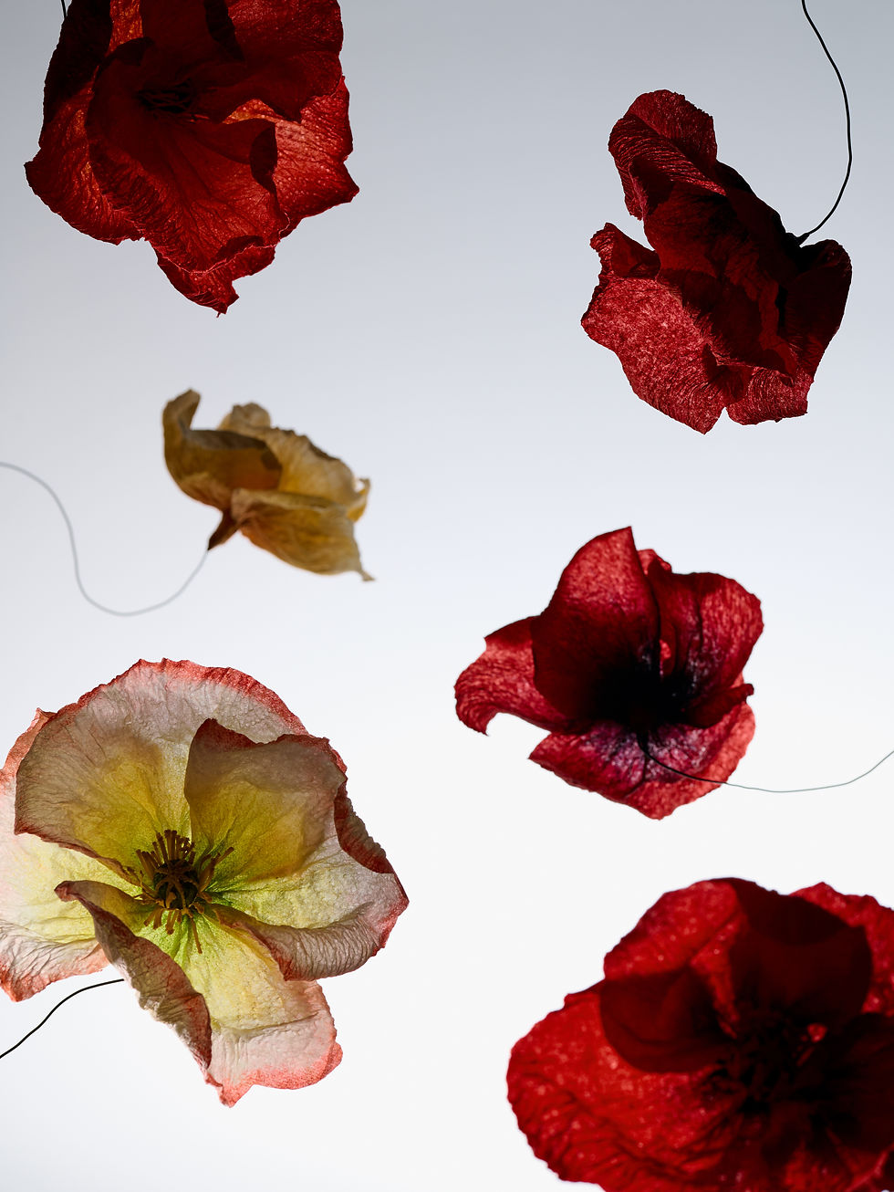 Pavots en papier | Scénographie parfum