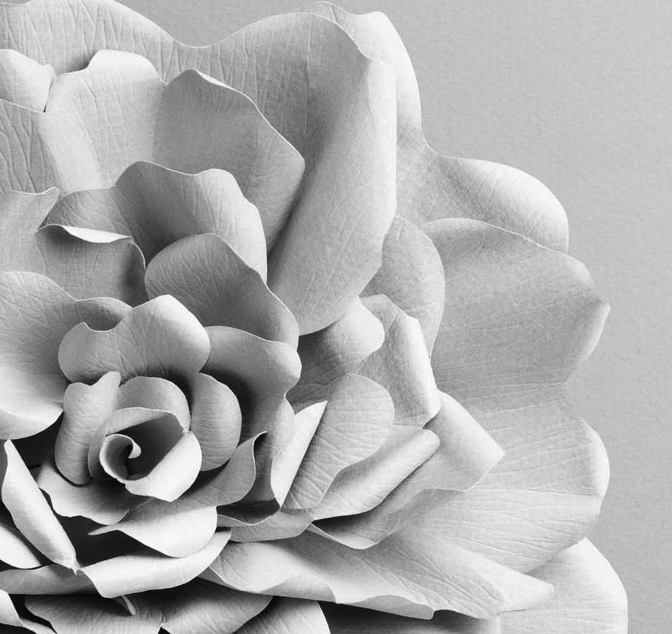 Détail d’une rose de Damas sculptée en bas-relief sur papier pour Maria Galland