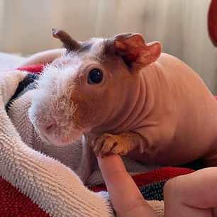 skinny pig holding a finger