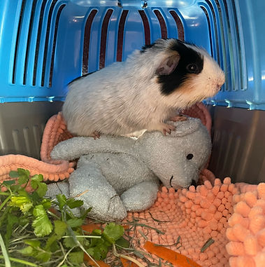 guinea pig with a stuffed bear