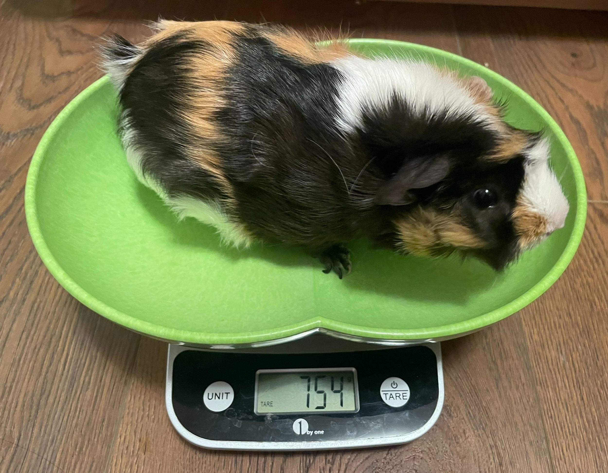 Gallery Detail: Weight Tracker Southern California Guinea Pig Rescue