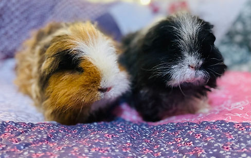 crumpet&truffle_edited.jpg