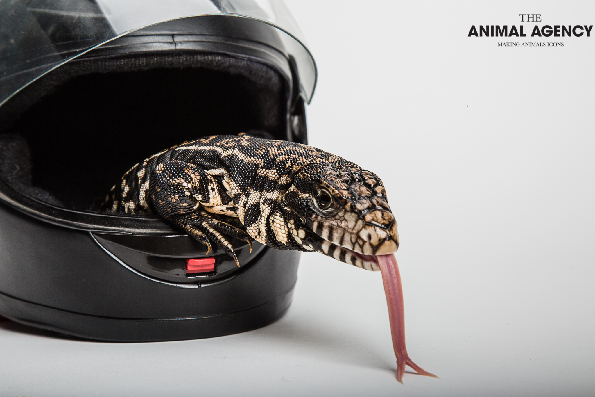 The Animal Agency Animal Modelling Agency UAE