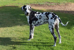 Harley- Great Dane