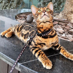 Rajah