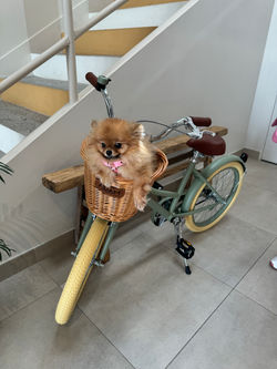 Millie Pomeranian