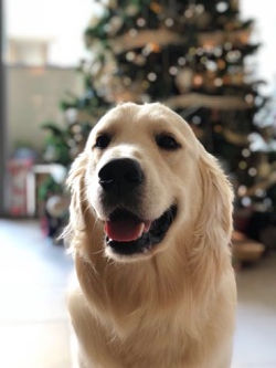 harvey