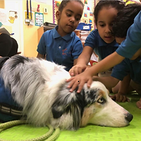 Bhalu | readingdogsuae