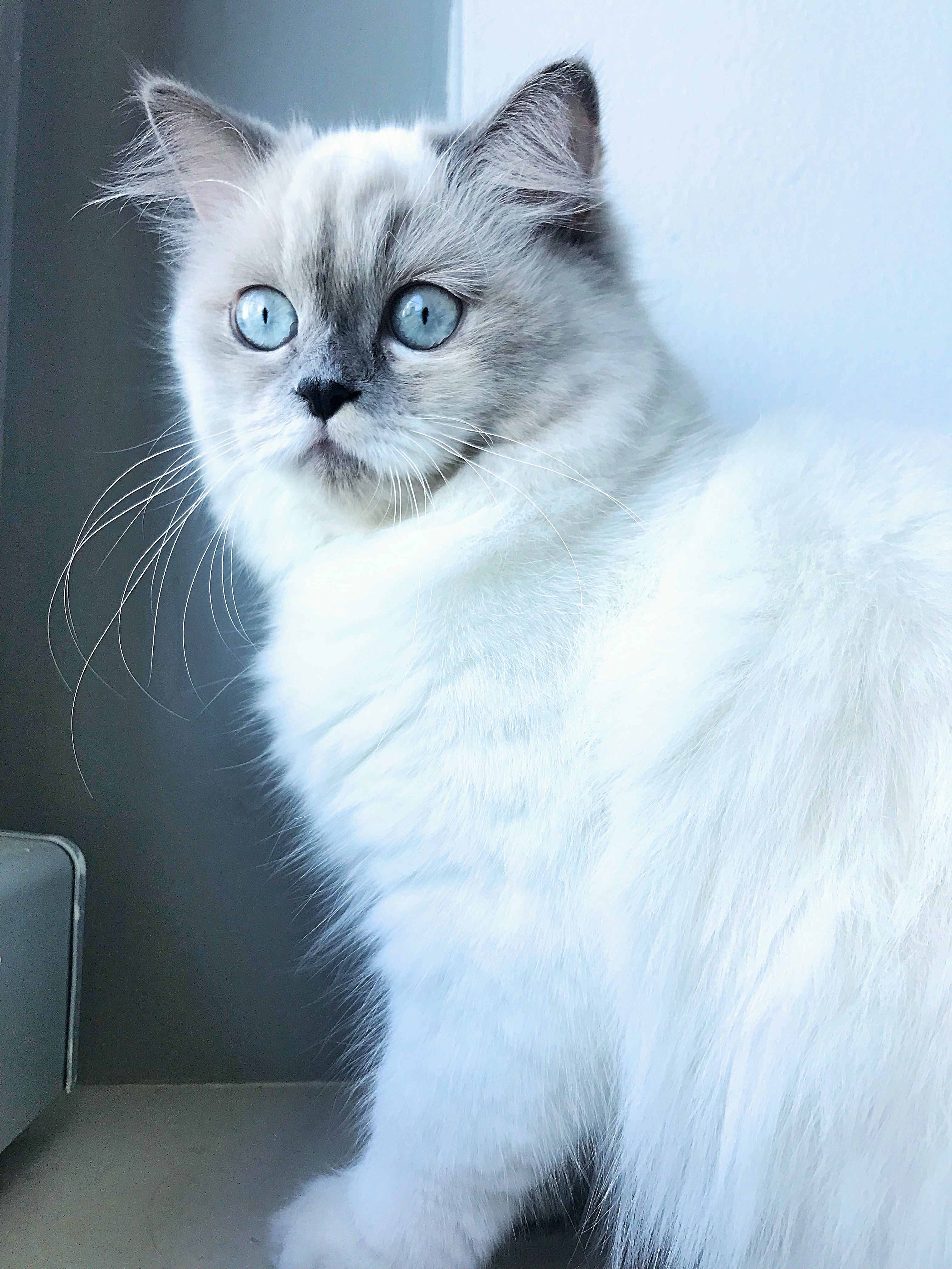 The Animal Agency Animal Modelling Agency UAE