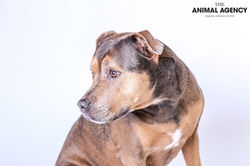 Animal Agency_Lady-6.jpg