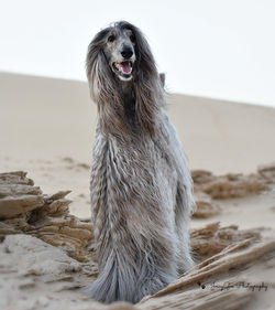Vasya Afghan Hound