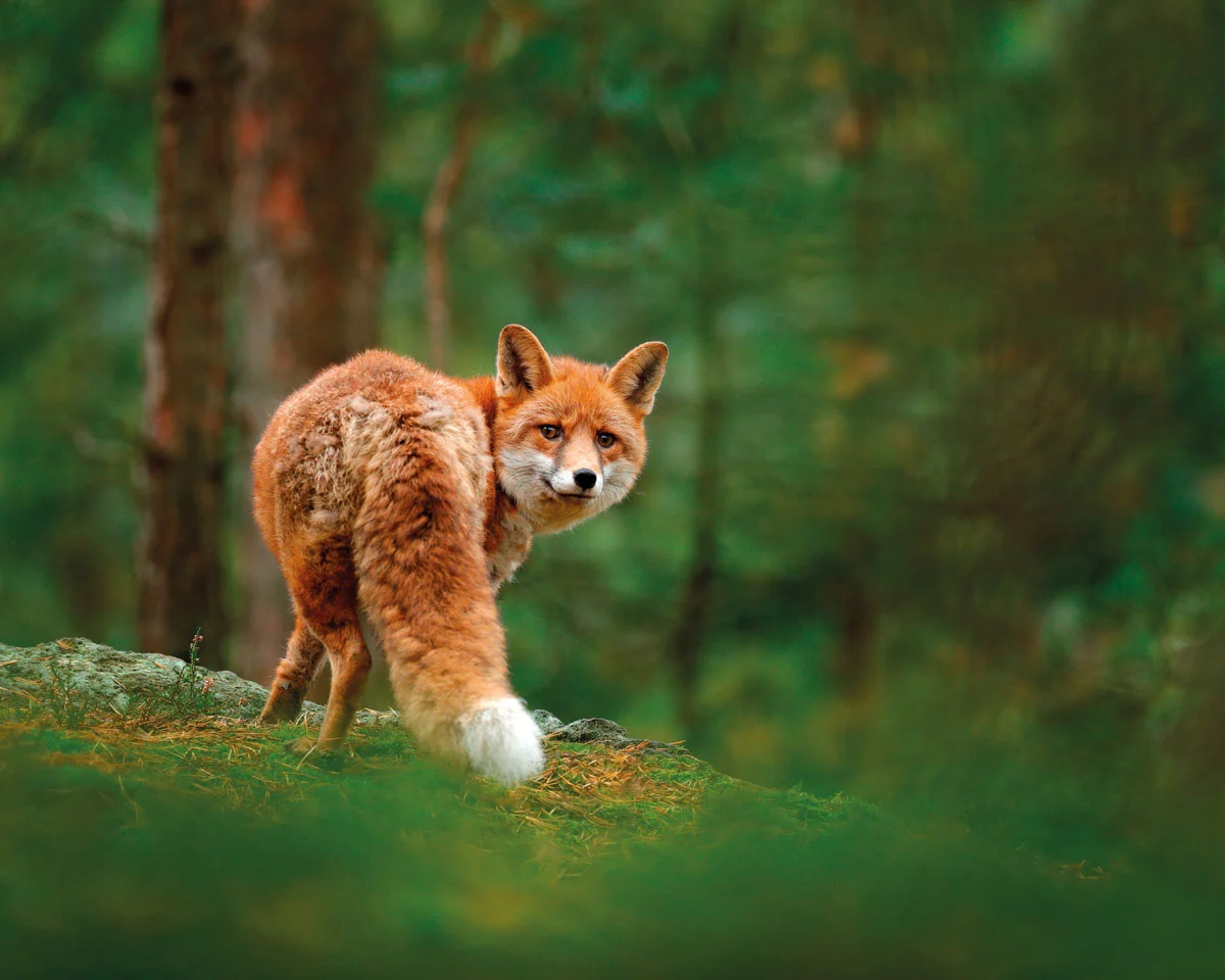 keune-cares-fuchs_jpg_1200x960_1x.webp
